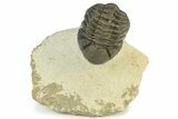 Detailed Morocops Trilobite - Ofaten, Morocco #229752-3